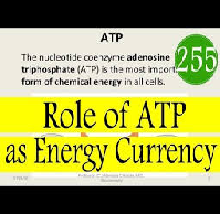 ATP as the Energy Currency of the Cell