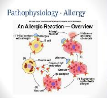 Athophysiology of an Allergic Reaction