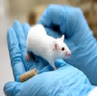 Critical Perspectives on Animal Testing Debate