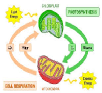 Respiration and Photosynthesis Cycle