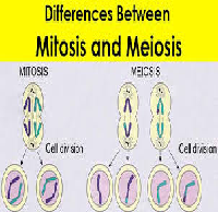 Significance Differences between Mitosis and Meiosis