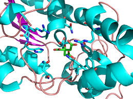 Phosphoglycerate mutase Enzyme