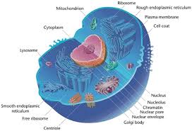 Structure of Eukaryotic Cells and Importance of Membranes