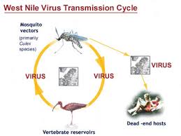 West Nile virus infection