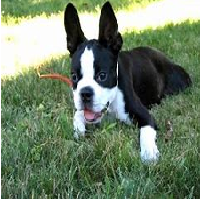Boston Terrier Jack Russell Mix Informative Article