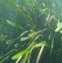 Desiccation of Seagrass in Intertidal Donation