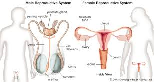 Female Reproductive System Assignment