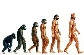 Homo The Humans Specific Adaptations