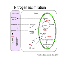 Nitrogen uptake and Nitrogen Fertilizer