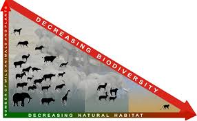 Decrease in Biodiversity