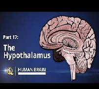 Hypothalamus Knowledge and Understanding