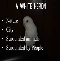 Money or Materialism in A White Heron