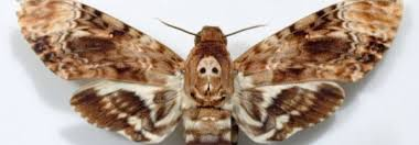The Moths Literary Analysis Essay