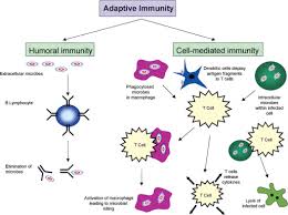Adaptive immune response