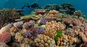 Coral Reefs in the Great Barrier Reef in Australia