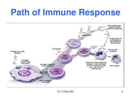 Pathophysiology of immune response